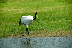 黑龙江扎龙湿地