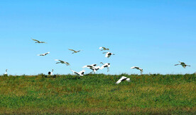 黑龙江扎龙湿地