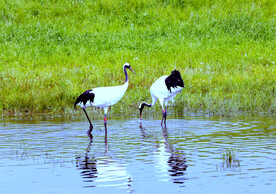 黑龙江扎龙湿地
