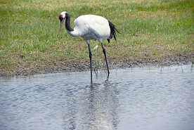 黑龙江扎龙湿地