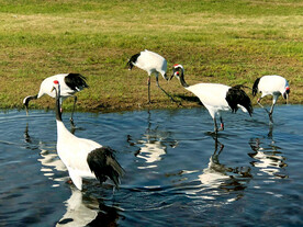 黑龙江扎龙湿地