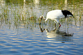 黑龙江扎龙湿地