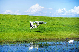 黑龙江扎龙湿地