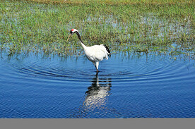 黑龙江扎龙湿地