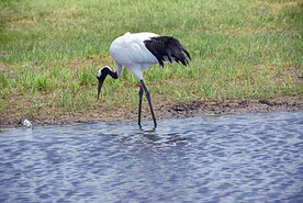黑龙江扎龙湿地