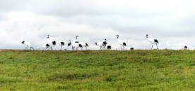 黑龙江扎龙湿地