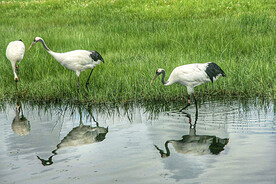 黑龙江扎龙湿地