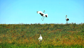 黑龙江扎龙湿地
