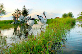 黑龙江扎龙湿地