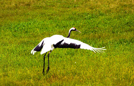 黑龙江扎龙湿地