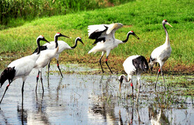 黑龙江扎龙湿地