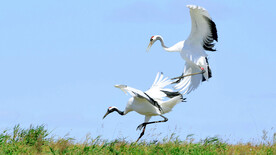 黑龙江扎龙湿地