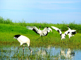黑龙江扎龙湿地