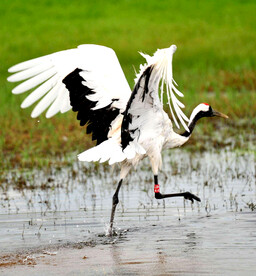 黑龙江扎龙湿地公园