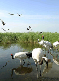 吉林莫莫格湿地
