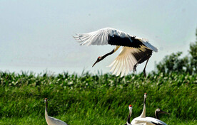 吉林莫莫格湿地