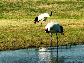 吉林莫莫格湿地