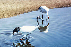 吉林莫莫格湿地