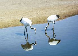 吉林莫莫格湿地
