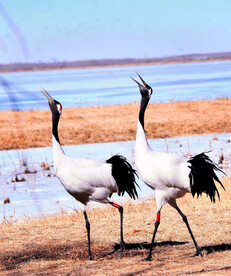 吉林莫莫格湿地