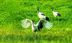 黑龙江扎龙湿地