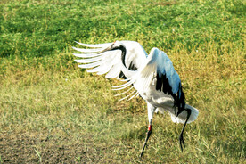 黑龙江扎龙湿地