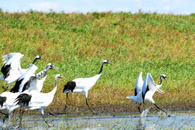 黑龙江扎龙湿地