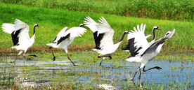 黑龙江扎龙湿地公园