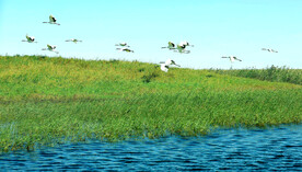 黑龙江扎龙湿地