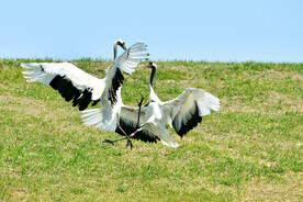 黑龙江扎龙湿地