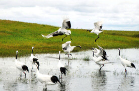 黑龙江扎龙湿地