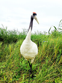 黑龙江扎龙湿地