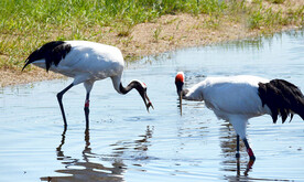 黑龙江扎龙湿地公园