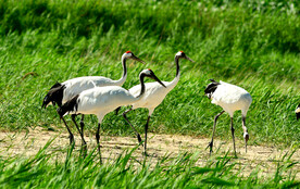 吉林莫莫格湿地