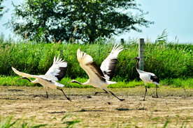 吉林莫莫格湿地