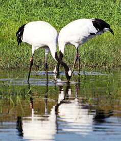 吉林莫莫格湿地