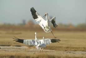 吉林莫莫格湿地