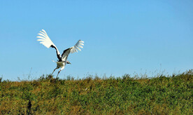 吉林莫莫格湿地