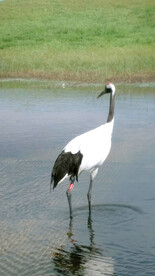 吉林莫莫格湿地