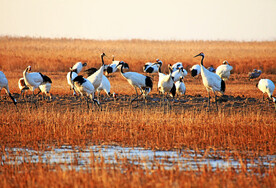 盐城丹顶鹤湿地