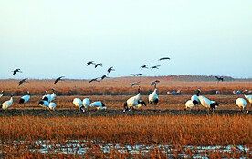 盐城丹顶鹤湿地