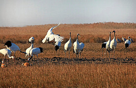 盐城丹顶鹤湿地