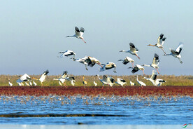 盐城丹顶鹤湿地