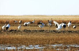 盐城丹顶鹤湿地