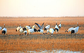 盐城丹顶鹤湿地