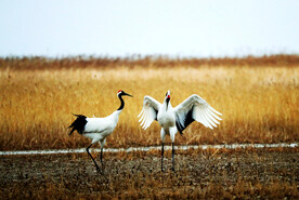 盐城丹顶鹤湿地