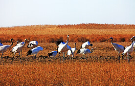 盐城丹顶鹤湿地