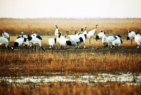 盐城丹顶鹤湿地