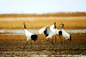 盐城丹顶鹤湿地