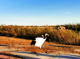 吉林向海湿地